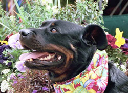 Sammy the rottweiler smiling